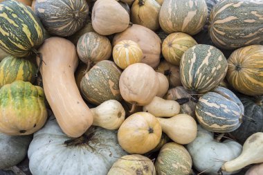 Kabaklar, Cucurbita argyrosperma, m, Butternut, maxima, c
