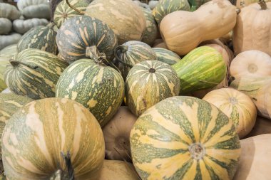 Kabaklar, Cucurbita argyrosperma, m, Butternut, maxima, c