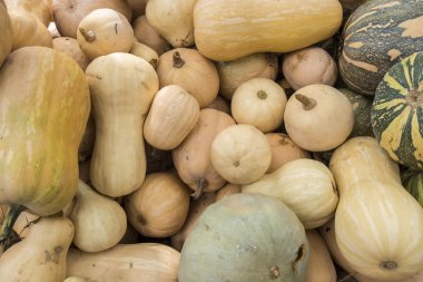 Kabaklar, Cucurbita argyrosperma, m, Butternut, maxima, c