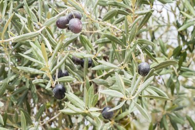 Ağaç üzerinde Konfit Siyah Zeytin