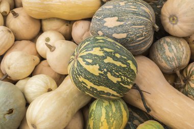 Kabaklar, Cucurbita argyrosperma, m, Butternut, maxima, c