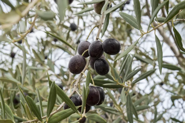 Aceitunas negras maduras en el árbol — Foto de Stock