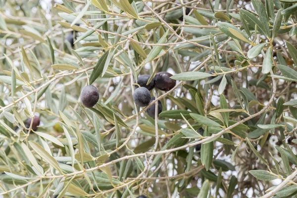 Стиглі чорні оливки на дереві — стокове фото