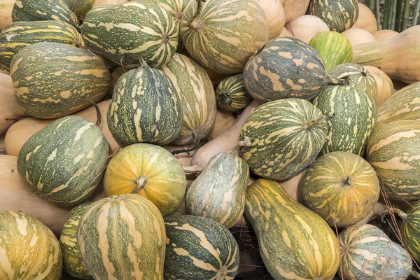 Kabaklar, Cucurbita argyrosperma, m, Butternut, maxima, c