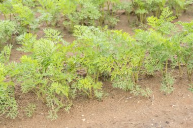 Havuç büyüyen kırpma