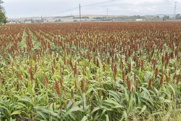 Stora Sorghum fält — Stockfoto