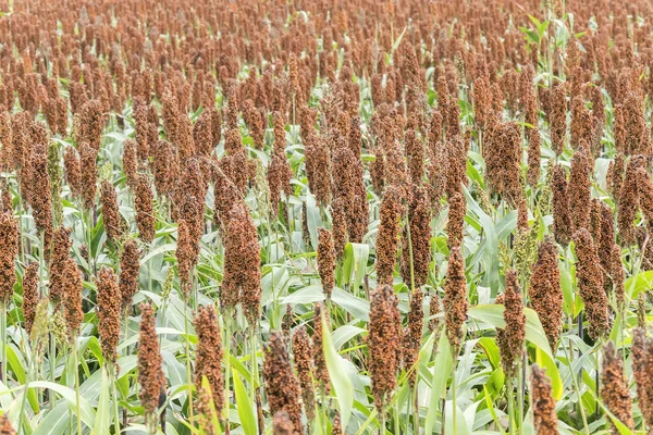 Gran campo de sorgo — Foto de Stock