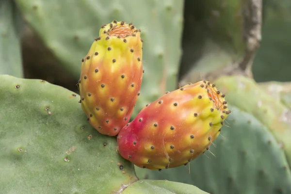 Cactaceae, Opuntia, pricly pears cactus fruitsand — стоковое фото