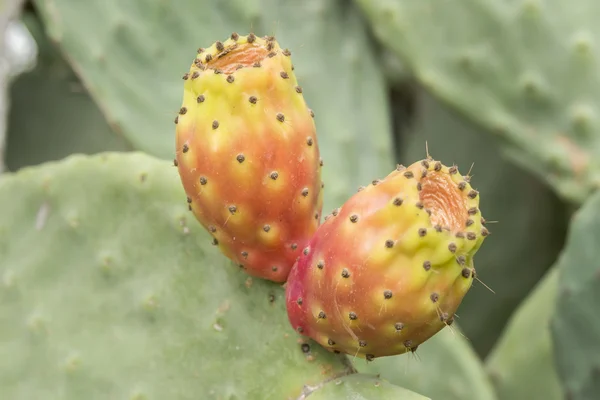 Cactaceae, Opuntia, pricly pears cactus fruitsand — стоковое фото