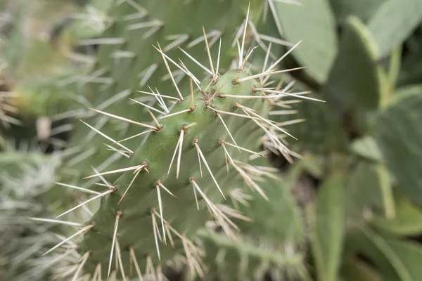 Cactaceae, Opuntia, peras espinosas cactus fruitsand Imágenes De Stock Sin Royalties Gratis