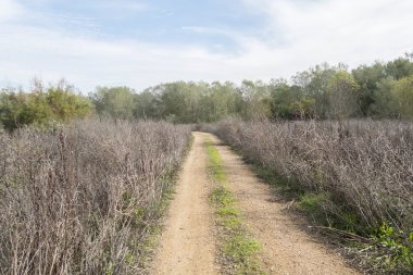 Kırsal toprak yolun ortasında doğa