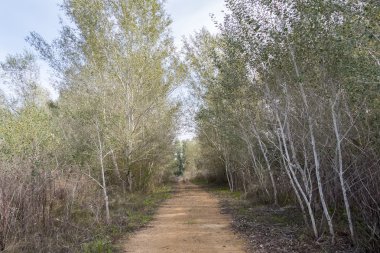 Kırsal toprak yolun ortasında doğa