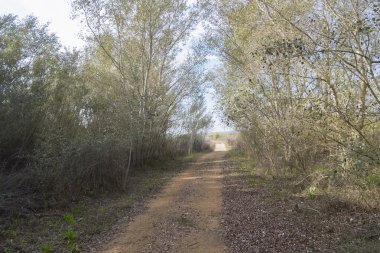 Kırsal toprak yolun ortasında doğa
