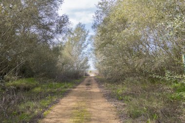 Kırsal toprak yolun ortasında doğa