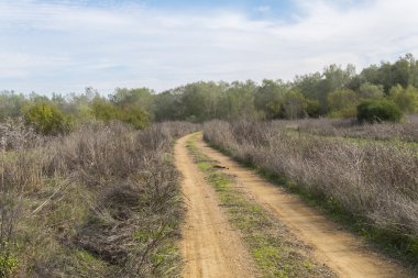 Kırsal toprak yolun ortasında doğa