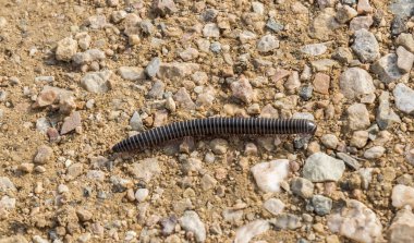 Arazi Chilopoda yürüyüş kırkayak