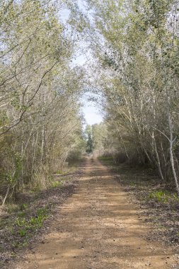 Kırsal toprak yolun ortasında doğa