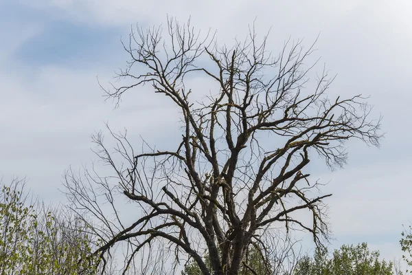 Árvore seca no meio da natureza — Fotografia de Stock