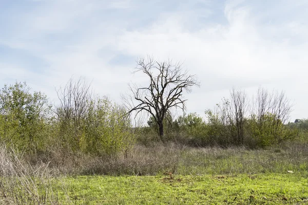 自然の中で乾燥木 — ストック写真