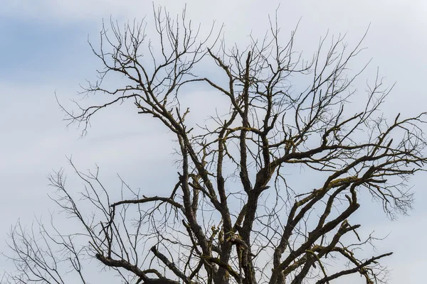 Trockener Baum mitten in der Natur — Stockfoto