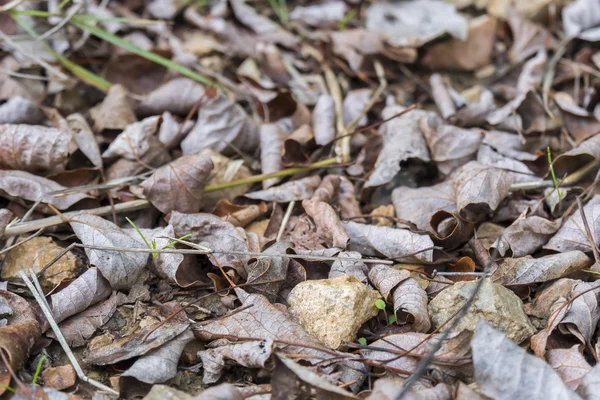 Dry fallen leaves in autumn — Stock Photo, Image