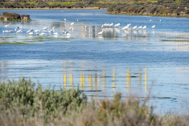 Marsh kuşlar Puerto Real, Cadiz, İspanya