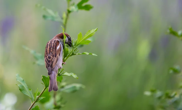 Sparrow — Stock Photo, Image