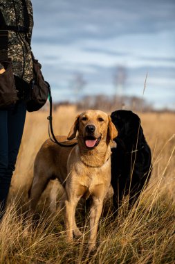 Labrador sonbahar ormanında bir av yürüyüşünde.