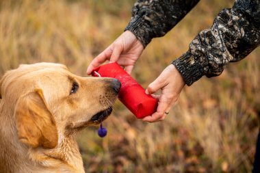 Labrador sonbahar ormanında bir av yürüyüşünde.