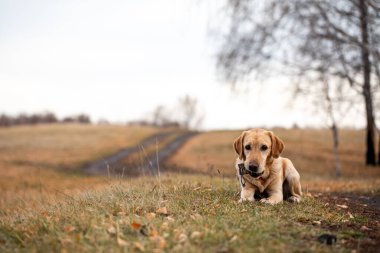 Labrador sonbahar ormanında bir av yürüyüşünde.