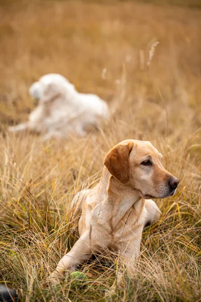 Labrador Jesiennym Lesie Polowaniu — Zdjęcie stockowe