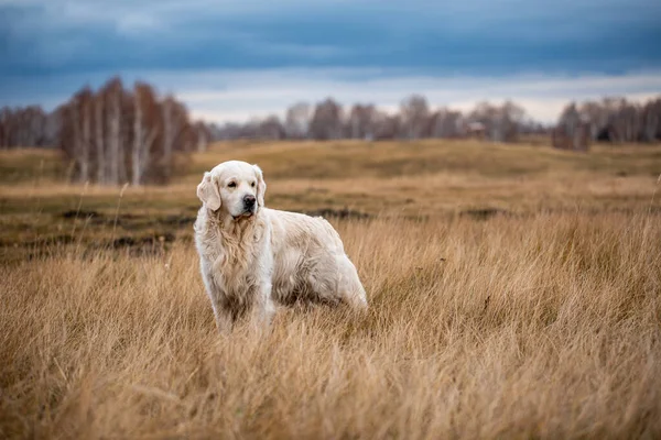 Labrador Jesiennym Lesie Polowaniu — Zdjęcie stockowe