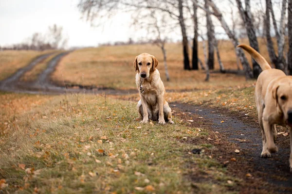 Labrador Jesiennym Lesie Polowaniu — Zdjęcie stockowe