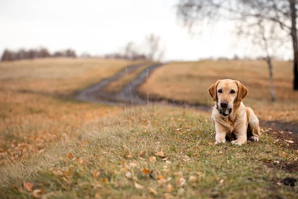 Labrador Jesiennym Lesie Polowaniu — Zdjęcie stockowe