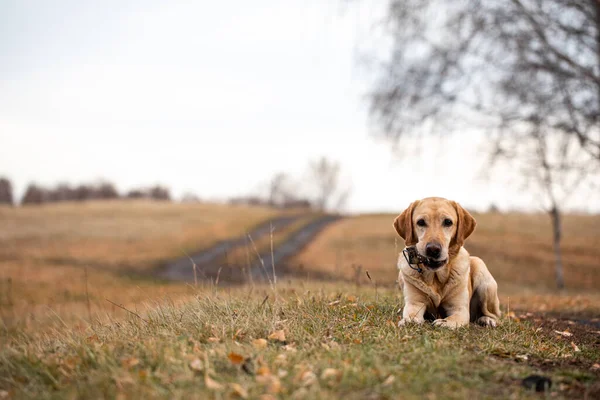 Labrador Autumn Forest Hunt Walk — Stock Photo, Image