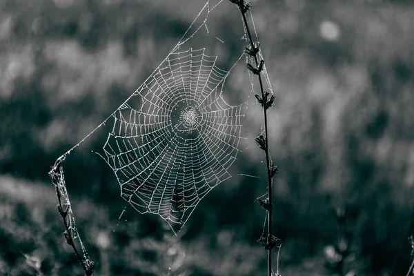 Cobweb on a branch with blurred background — Stock Photo, Image