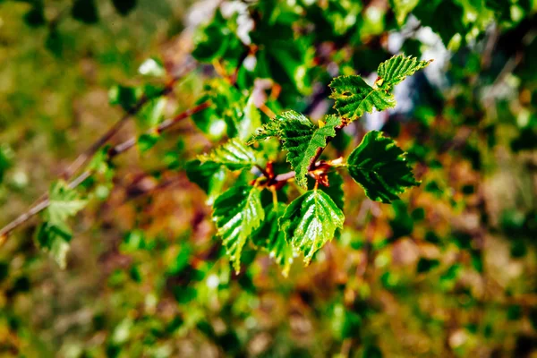 Huş ağacı yaprakları portre