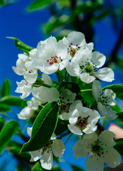 Güzel bahar çiçekli armut
