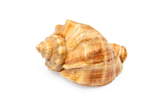 Sea shell — Stock Photo, Image