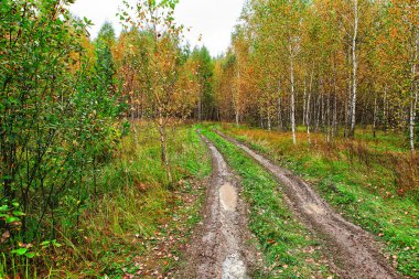 Güzel renkli sonbahar orman