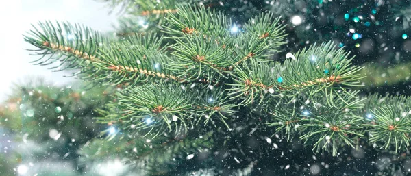 Зимний Рождественский Фон Еловой Веткой Падающим Снегом Праздничный Блеск — стоковое фото