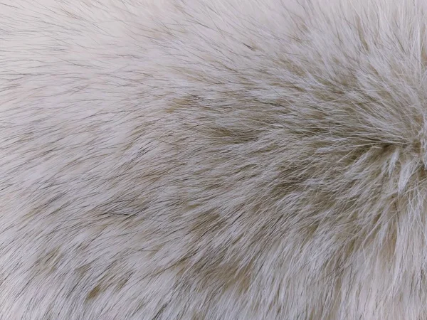 White Fur Black Hairs Background — Stock Photo, Image