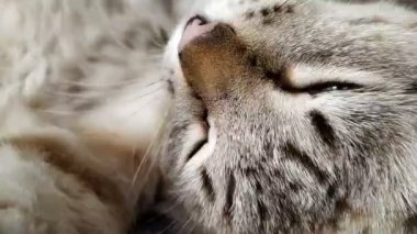 Gri tekir kedi yatak örtüsünde dinleniyor.