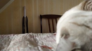 Gri tekir kedi yatak örtüsünde dinleniyor.