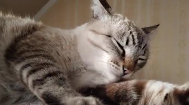 Gri tekir kedi kendini iyice yıkar.