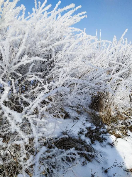 Snow Shrubs Winter Steppe — Stock Photo, Image