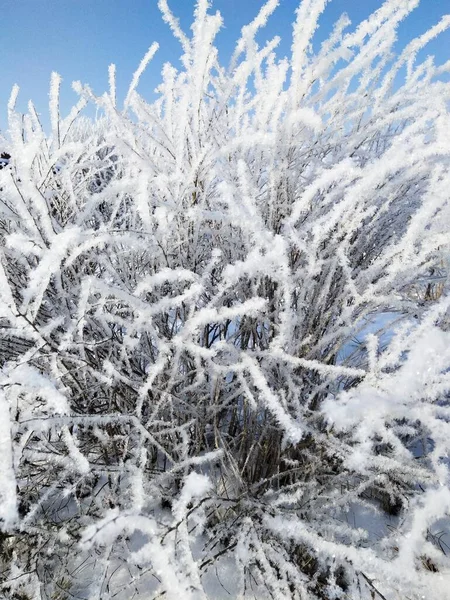 Arbustos Nieve Invierno Estepa — Foto de Stock