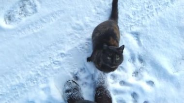 İnsan ve kedi kış havasında yürüyüşe çıkıyor.