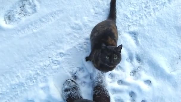 冬の天気の中を散歩する男と猫 — ストック動画