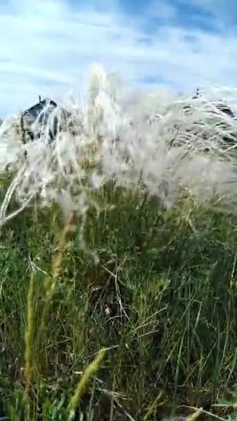 Vento Está Mexendo Grama Penas Cazaquistão — Vídeo de Stock